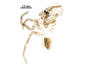  ( - BIOUG24273-C01)  @11 [ ] CreativeCommons - Attribution (2016) CBG Photography Group Centre for Biodiversity Genomics