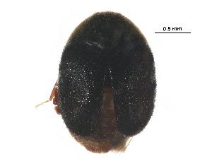  (Thaumaglossa - BIOUG24468-D12)  @13 [ ] CreativeCommons - Attribution (2016) CBG Photography Group Centre for Biodiversity Genomics