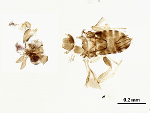  (Trichogrammatoidea bactrae - BIOUG26192-H08)  @12 [ ] CreativeCommons - Attribution (2018) CBG Photography Group Centre for Biodiversity Genomics