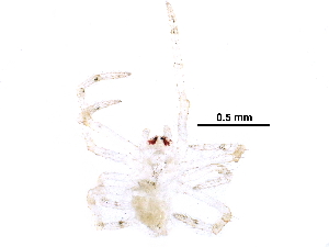  ( - BIOUG26202-G07)  @11 [ ] CreativeCommons - Attribution (2016) CBG Photography Group Centre for Biodiversity Genomics