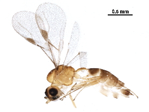  ( - BIOUG25161-H08)  @13 [ ] CreativeCommons - Attribution (2018) CBG Photography Group Centre for Biodiversity Genomics