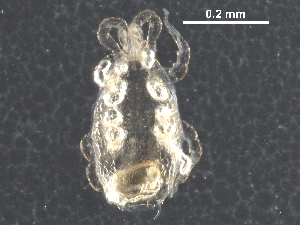 (Asperoseius australiensis - BIOUG25686-A01)  @11 [ ] CreativeCommons - Attribution (2016) CBG Photography Group Centre for Biodiversity Genomics