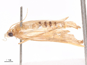  ( - CBG-B05661-G10)  @11 [ ] CreativeCommons - Attribution Share - Alike (2025) CBG Photography Group Centre for Biodiversity Genomics