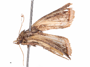  ( - CBG-B07937-H04)  @11 [ ] CreativeCommons - Attribution Share - Alike (2025) CBG Photography Group Centre for Biodiversity Genomics