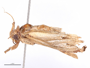  ( - CBG-B08014-A09)  @11 [ ] CreativeCommons - Attribution Share - Alike (2025) CBG Photography Group Centre for Biodiversity Genomics