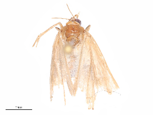  ( - CBG-B08014-B03)  @11 [ ] CreativeCommons - Attribution Share - Alike (2025) CBG Photography Group Centre for Biodiversity Genomics