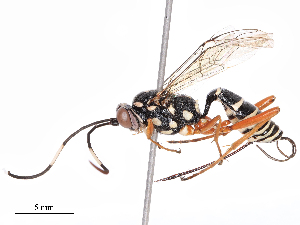  (Gotra - CBG-B08018-E01)  @11 [ ] CreativeCommons - Attribution Share - Alike (2025) CBG Photography Group Centre for Biodiversity Genomics