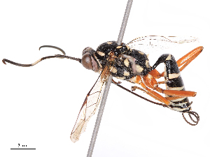  ( - CBG-B19426-F06)  @11 [ ] CreativeCommons - Attribution Share - Alike (2025) CBG Photography Group Centre for Biodiversity Genomics