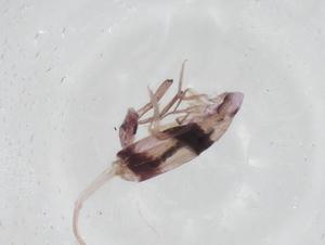  (Homidia cingula - CBG-A08194-F05)  @11 [ ] CreativeCommons - Attribution Share - Alike (2023) Centre for Biodiversity Genomics Centre for Biodiversity Genomics