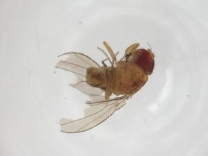  (Drosophila truncata - CBG-A18000-H02)  @11 [ ] CreativeCommons - Attribution Share - Alike (2023) Centre for Biodiversity Genomics Centre for Biodiversity Genomics