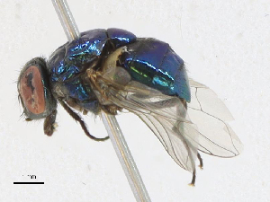  ( - CBG-A21620-G02)  @11 [ ] CreativeCommons - Attribution Share-Alike (2023) CBG Photography Group Centre for Biodiversity Genomics