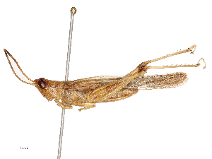  ( - CBG-B03409-A03)  @11 [ ] CreativeCommons - Attribution Share - Alike (2025) CBG Photography Group Centre for Biodiversity Genomics