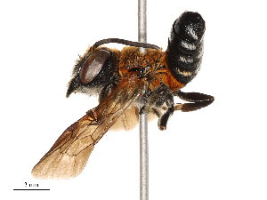  ( - CBG-B03409-A12)  @11 [ ] CreativeCommons - Attribution Share - Alike (2025) CBG Photography Group Centre for Biodiversity Genomics