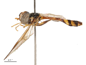  ( - CBG-B03409-B09)  @11 [ ] CreativeCommons - Attribution Share - Alike (2025) CBG Photography Group Centre for Biodiversity Genomics