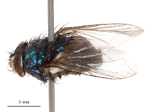  ( - CBG-B03409-C05)  @11 [ ] CreativeCommons - Attribution Share - Alike (2025) CBG Photography Group Centre for Biodiversity Genomics