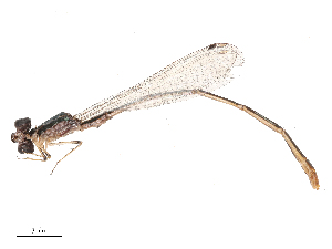  ( - CBG-B03409-H05)  @11 [ ] CreativeCommons - Attribution Share - Alike (2025) CBG Photography Group Centre for Biodiversity Genomics
