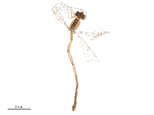  ( - CBG-B03409-H06)  @11 [ ] CreativeCommons - Attribution Share - Alike (2025) CBG Photography Group Centre for Biodiversity Genomics