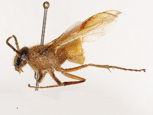  ( - CBG-B03414-A04)  @11 [ ] CreativeCommons - Attribution Share - Alike (2025) CBG Photography Group Centre for Biodiversity Genomics