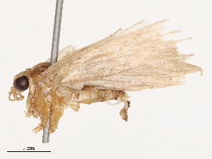  ( - CBG-B03414-A09)  @11 [ ] CreativeCommons - Attribution Share - Alike (2025) CBG Photography Group Centre for Biodiversity Genomics