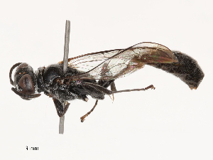  ( - CBG-B03414-B05)  @11 [ ] CreativeCommons - Attribution Share - Alike (2025) CBG Photography Group Centre for Biodiversity Genomics