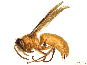  ( - CBG-B03414-B08)  @11 [ ] CreativeCommons - Attribution Share Alike (2025) CBG Photography Group Centre for Biodiversity Genomics