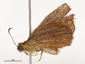  ( - CBG-B03414-D11)  @11 [ ] CreativeCommons - Attribution Share - Alike (2025) CBG Photography Group Centre for Biodiversity Genomics