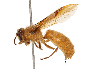  ( - CBG-B03414-G01)  @11 [ ] CreativeCommons - Attribution Share - Alike (2025) CBG Photography Group Centre for Biodiversity Genomics