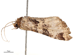  ( - CBG-B03414-G02)  @11 [ ] CreativeCommons - Attribution Share - Alike (2025) CBG Photography Group Centre for Biodiversity Genomics