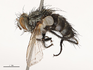  ( - CBG-B03414-G09)  @11 [ ] CreativeCommons - Attribution Share - Alike (2025) CBG Photography Group Centre for Biodiversity Genomics