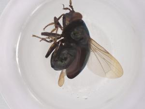  ( - CBG-B04175-A04)  @11 [ ] CreativeCommons - Attribution Share - Alike (2025) Centre for Biodiversity Genomics Centre for Biodiversity Genomics