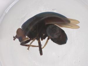  ( - CBG-B04175-A07)  @11 [ ] CreativeCommons - Attribution Share - Alike (2025) Centre for Biodiversity Genomics Centre for Biodiversity Genomics