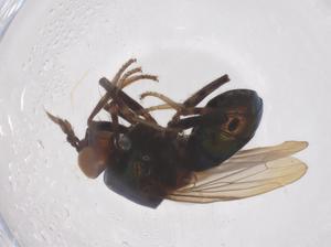  ( - CBG-B04175-F08)  @11 [ ] CreativeCommons - Attribution Share - Alike (2025) Centre for Biodiversity Genomics Centre for Biodiversity Genomics