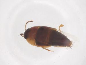  ( - CBG-B04263-A09)  @11 [ ] CreativeCommons - Attribution Share - Alike (2025) Centre for Biodiversity Genomics Centre for Biodiversity Genomics