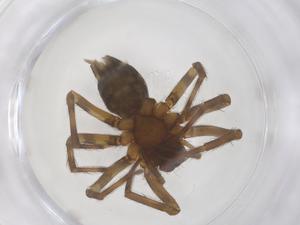  ( - CBG-B04490-A04)  @11 [ ] CreativeCommons - Attribution Share - Alike (2025) Centre for Biodiversity Genomics Centre for Biodiversity Genomics