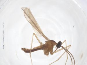  (Asphondylia yushimai - CBG-B04490-H08)  @11 [ ] CreativeCommons - Attribution Share - Alike (2025) Centre for Biodiversity Genomics Centre for Biodiversity Genomics