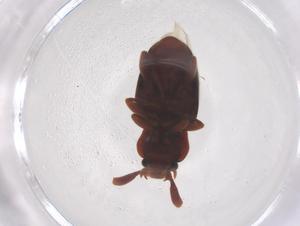  ( - CBG-B04494-G04)  @11 [ ] CreativeCommons - Attribution Share - Alike (2025) Centre for Biodiversity Genomics Centre for Biodiversity Genomics