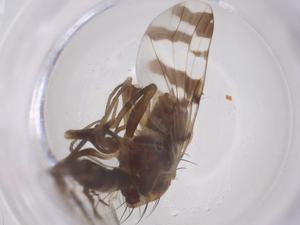  (Euphranta crux - CBG-B04672-A07)  @11 [ ] CreativeCommons - Attribution Share - Alike (2025) Centre for Biodiversity Genomics Centre for Biodiversity Genomics