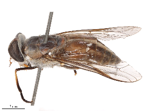  ( - CBG-B04684-C12)  @11 [ ] CreativeCommons - Attribution Share - Alike (2025) CBG Photography Group Centre for Biodiversity Genomics