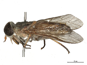  ( - CBG-B04684-D01)  @11 [ ] CreativeCommons - Attribution Share - Alike (2025) CBG Photography Group Centre for Biodiversity Genomics