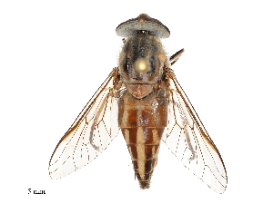  (Tabanus megalops - CBG-B04684-D11)  @11 [ ] CreativeCommons - Attribution Share - Alike (2025) CBG Photography Group Centre for Biodiversity Genomics