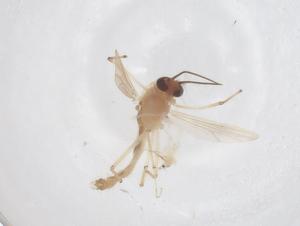  ( - CBG-B04695-D07)  @11 [ ] CreativeCommons - Attribution Share - Alike (2025) Centre for Biodiversity Genomics Centre for Biodiversity Genomics