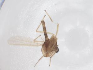  ( - CBG-B04695-E06)  @11 [ ] CreativeCommons - Attribution Share - Alike (2025) Centre for Biodiversity Genomics Centre for Biodiversity Genomics