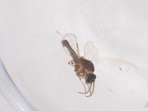  ( - CBG-B04776-C10)  @11 [ ] CreativeCommons - Attribution Share - Alike (2025) Centre for Biodiversity Genomics Centre for Biodiversity Genomics