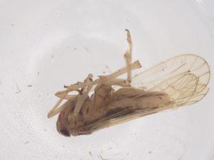  ( - CBG-B04776-D11)  @11 [ ] CreativeCommons - Attribution Share - Alike (2025) Centre for Biodiversity Genomics Centre for Biodiversity Genomics