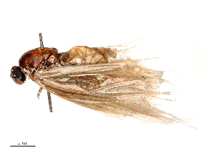  ( - CBG-B04788-C11)  @11 [ ] CreativeCommons - Attribution Share - Alike (2025) CBG Photography Group Centre for Biodiversity Genomics