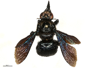  ( - CBG-B04788-D06)  @11 [ ] CreativeCommons - Attribution Share - Alike (2025) CBG Photography Group Centre for Biodiversity Genomics