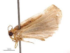  ( - CBG-B04794-C03)  @11 [ ] CreativeCommons - Attribution Share - Alike (2025) CBG Photography Group Centre for Biodiversity Genomics