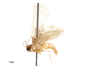  ( - CBG-B04794-C04)  @11 [ ] CreativeCommons - Attribution Share - Alike (2025) CBG Photography Group Centre for Biodiversity Genomics