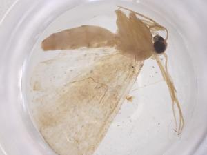  ( - CBG-B04854-A08)  @11 [ ] CreativeCommons - Attribution Share - Alike (2025) Centre for Biodiversity Genomics Centre for Biodiversity Genomics