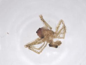  ( - CBG-B04854-D12)  @11 [ ] CreativeCommons - Attribution Share - Alike (2025) Centre for Biodiversity Genomics Centre for Biodiversity Genomics